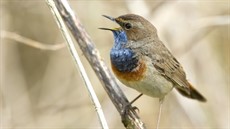 bluethroat 2_thumb.jpg